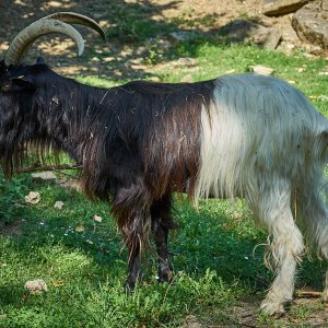 Wildpark Bad Mergentheim