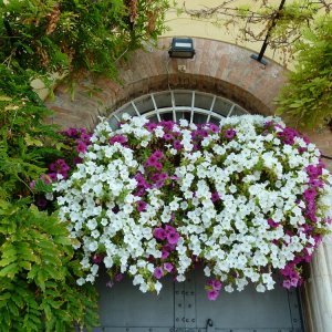 Fensterschmuck