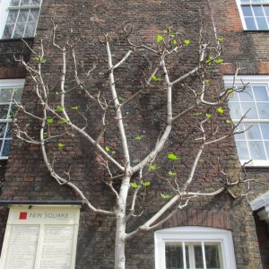 Lincoln's Inn