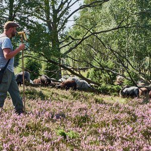 L_neburgerHeide_1374