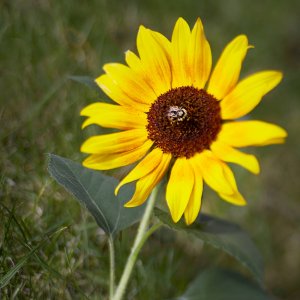 Besuch einer Sonnenblume