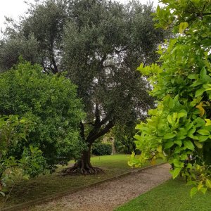Garten des Angelicum