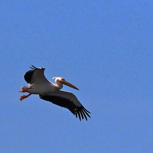 Pelikan im Flug