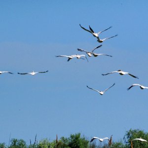 Auffliegende Pelikane