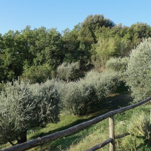 Der eigene Olivenhain
