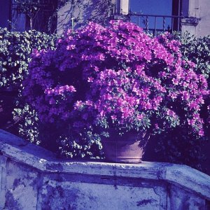 Azaleenblüte 1968