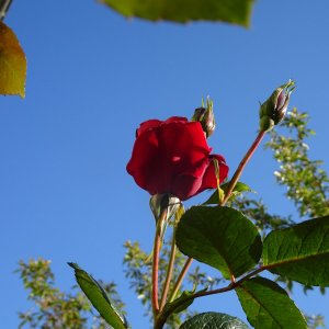 Rosenblüte im April