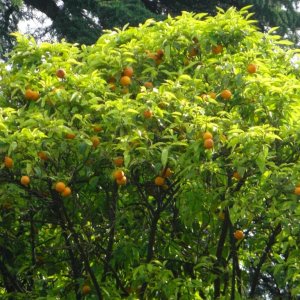 Orangenbaum Palatin