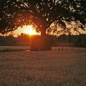 Sonnenuntergang hinter meinem Baum