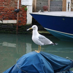 Venedig