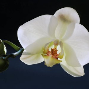Orchidee im Abendsonnenlicht