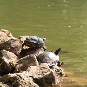 Villa Borghese