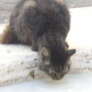 Katze am Schildkrtenbrunnen (leider unscharf)
