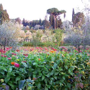 Dahlie aus einem florentinischen Bauerngarten