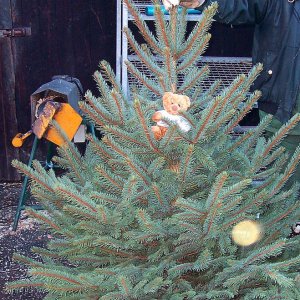 Weihnachtsbaum mit Konstantin