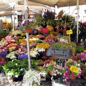 CampodeFiori02