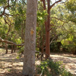 Gum Trees