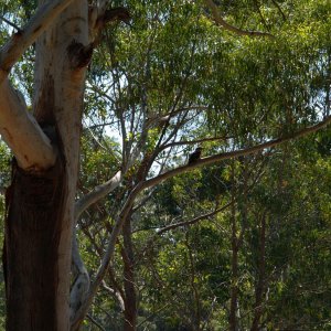 Kookaburra auf Gum Tree
