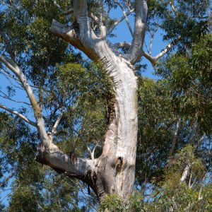 Gum Tree