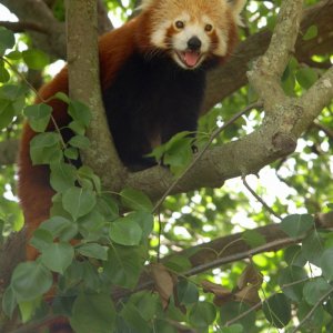 Roter Panda im Mogo-Zoo