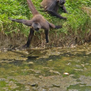 Affen im Mogo-Zoo