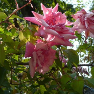 Im Garten der Villa Hanbury bei Ventimiglia