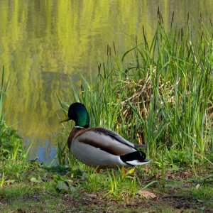 Ente im Kurpark Timmendorfer Strand