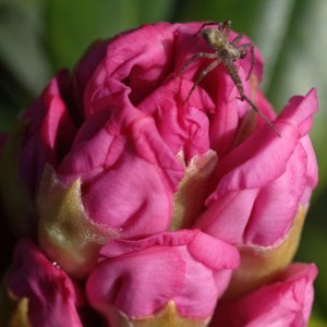 Rhododendron (Knospen mit Spinne)