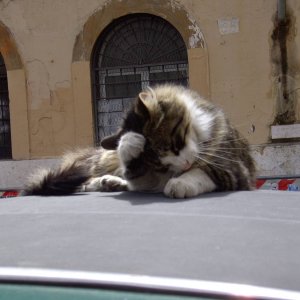 Katze in Trastevere