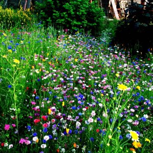 Blumenwiese-5-2010