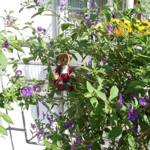 Amadeus im Bumchen auf dem Balkon