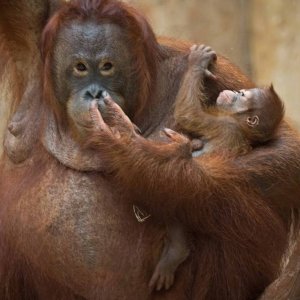 Zoo Krefeld Orang Utan Baby