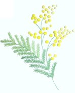 mimosa3.jpg