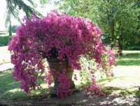 Bougainvillea.jpg