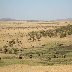 Endlose Serengeti - Tansania