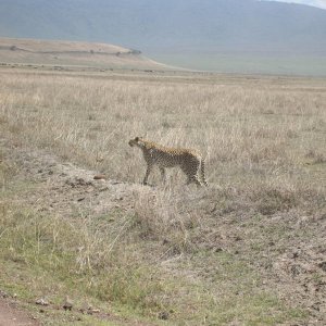 Gepard im Ngorongoro-Krater - Tansania