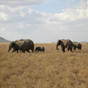 Elefantenfamilie in der Serengeti - Tansania