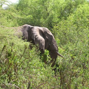 Ein Elefant im Dickicht - Lake Manyara NP, Tansania