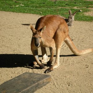 Das Australische Wappentier - Australien