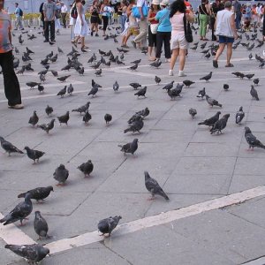 Tauben auf dem Marcusplatz