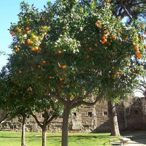 Orangenbaeume im Parco Savello alias Giardino degli Aranci