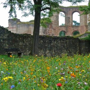 Trier Kaisertherme mit Blumenwiese