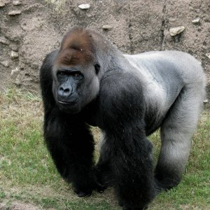 Fort Worth Gorilla