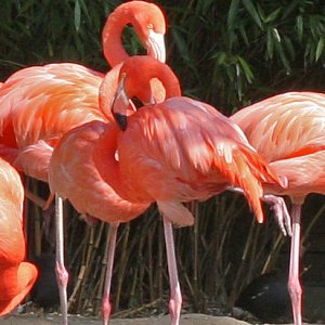 DU Flamingo