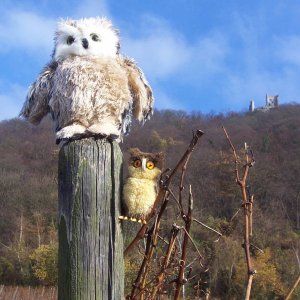 Drago und Bubo in den Weinbergen