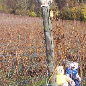 Drago und Bubo in den Weinbergen