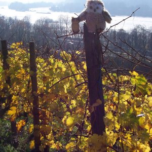 Drago und Bubo in den Weinbergen