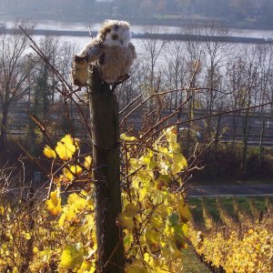 Drago und Bubo in den Weinbergen