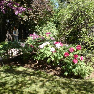 Jardin des plantes