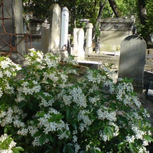 Der Friedhof Pre Lachaise